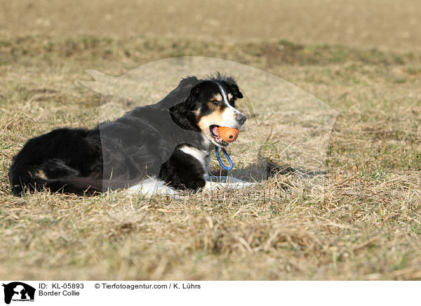 Border Collie / KL-05893