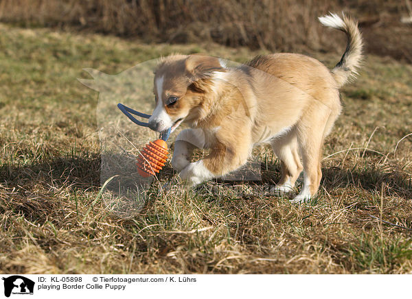 playing Border Collie Puppy / KL-05898