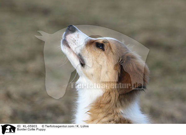 Border Collie Puppy / KL-05903