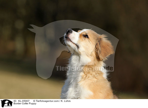 Border Collie Puppy / KL-05907
