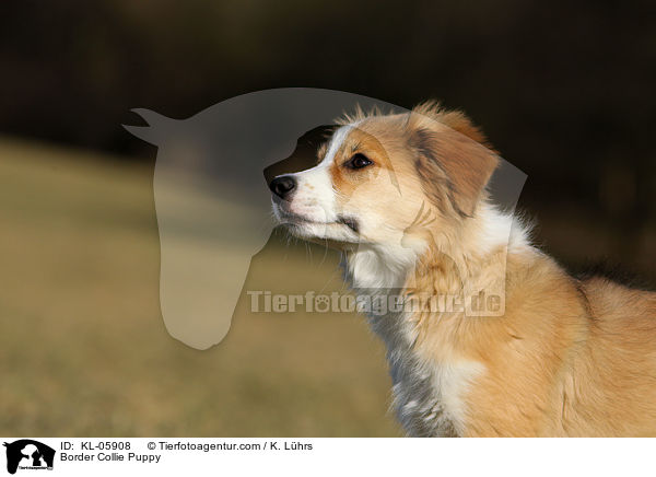 Border Collie Puppy / KL-05908
