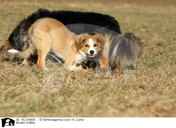 Border Collies / KL-05909