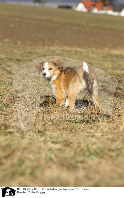 Border Collie Puppy / KL-05910