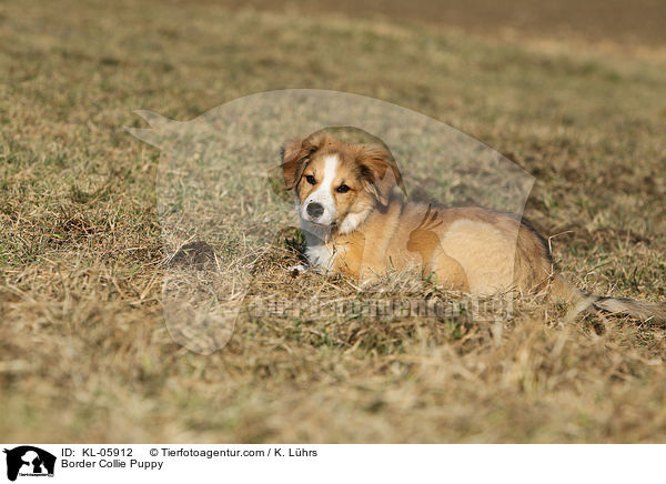 Border Collie Puppy / KL-05912