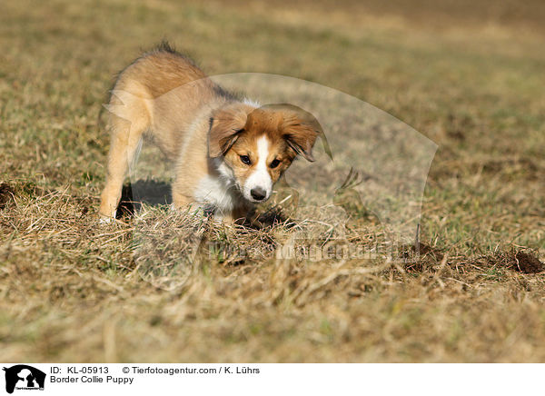 Border Collie Welpe / Border Collie Puppy / KL-05913
