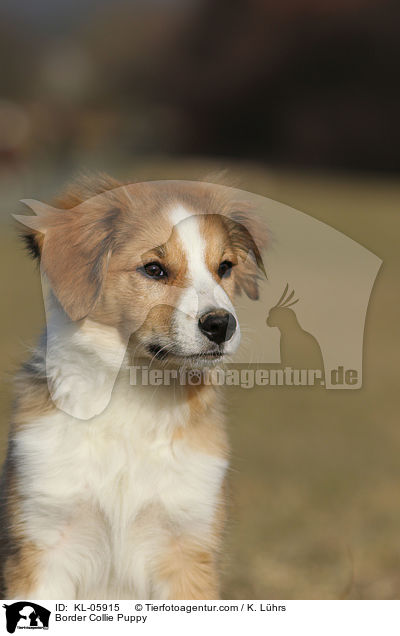 Border Collie Puppy / KL-05915