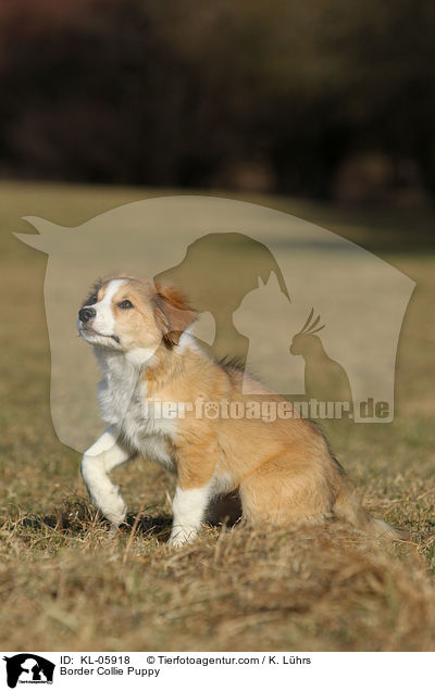Border Collie Puppy / KL-05918