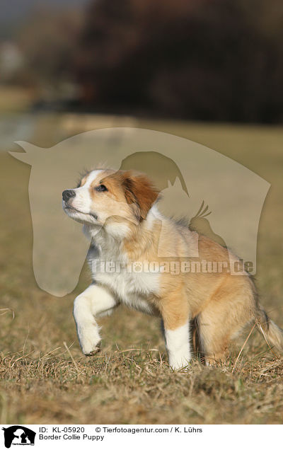 Border Collie Puppy / KL-05920