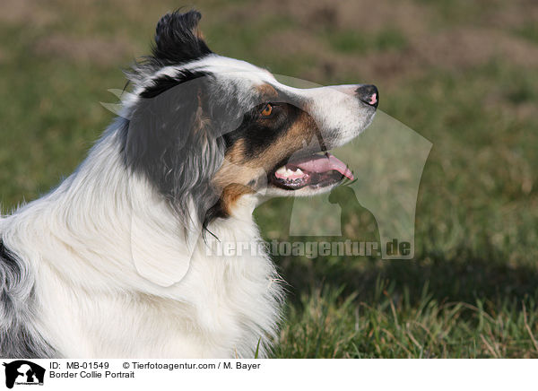 Border Collie Portrait / MB-01549