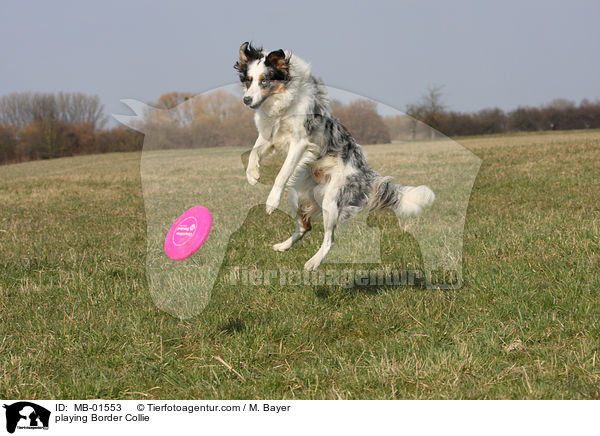 playing Border Collie / MB-01553