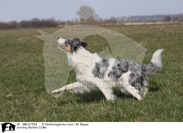 running Border Collie / MB-01554