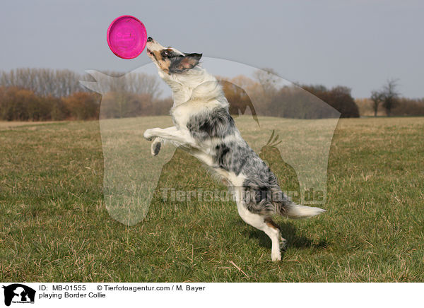 playing Border Collie / MB-01555