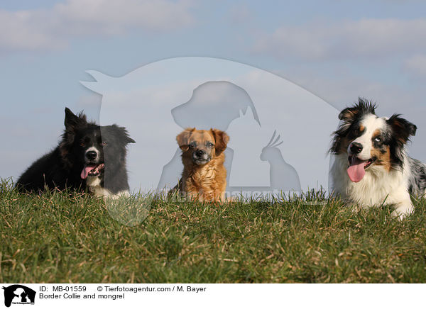 Border Collie and mongrel / MB-01559
