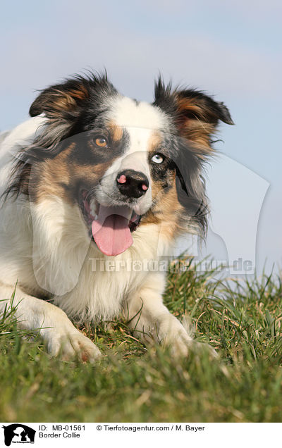 Border Collie / MB-01561