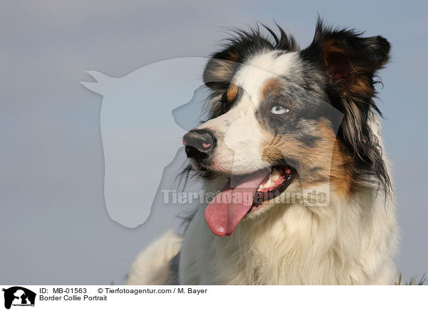 Border Collie Portrait / MB-01563