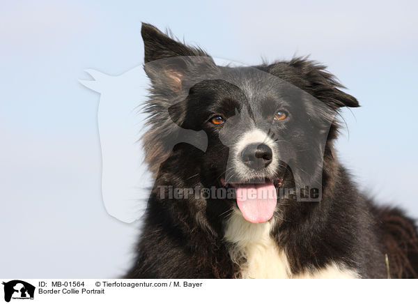 Border Collie Portrait / MB-01564