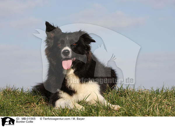 Border Collie / MB-01565
