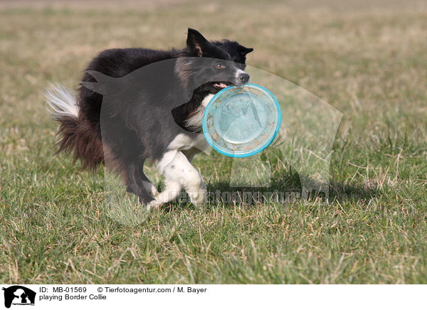 playing Border Collie / MB-01569