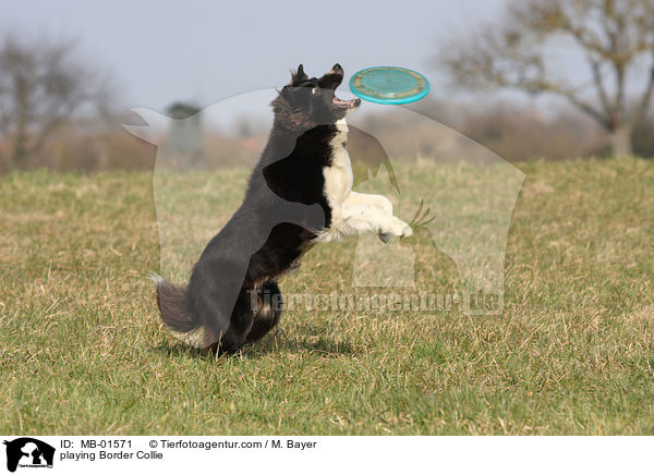 playing Border Collie / MB-01571