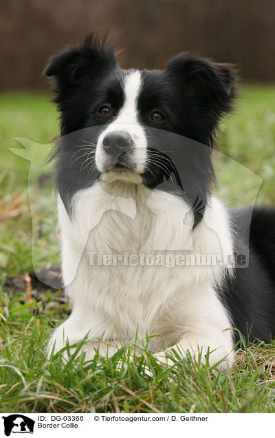 Border Collie / DG-03366