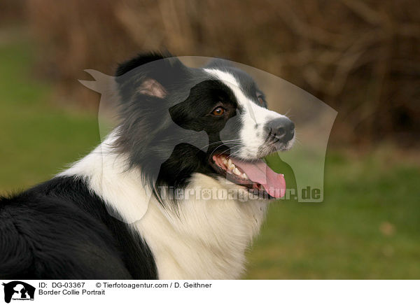 Border Collie Portrait / DG-03367