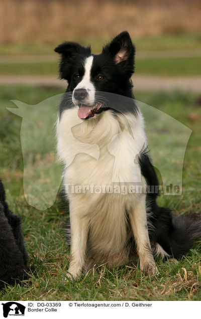 Border Collie / DG-03369