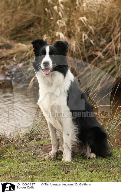 Border Collie / DG-03371