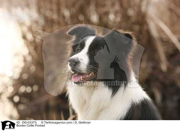 Border Collie Portrait / DG-03373