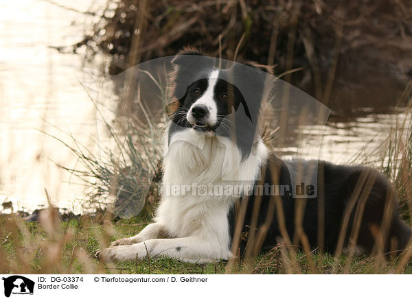 Border Collie / DG-03374
