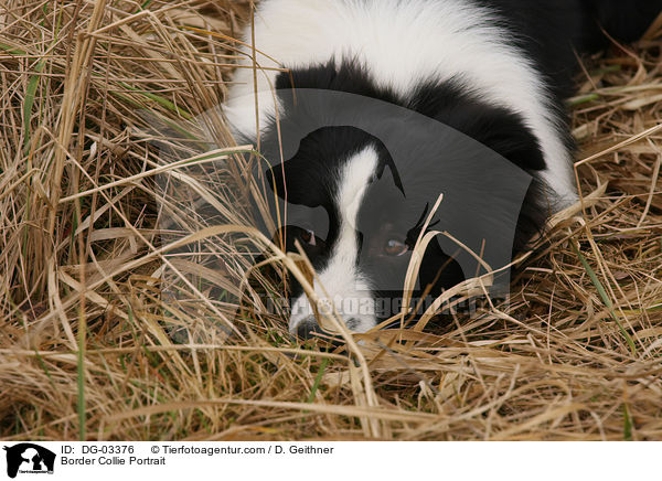 Border Collie Portrait / DG-03376