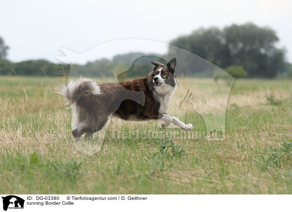 running Border Collie / DG-03380