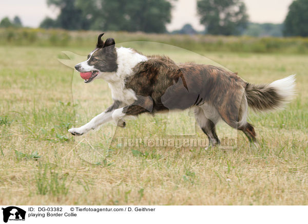 playing Border Collie / DG-03382