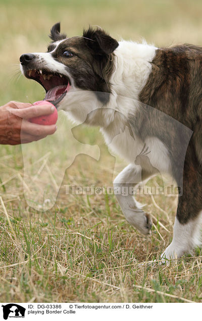 playing Border Collie / DG-03386