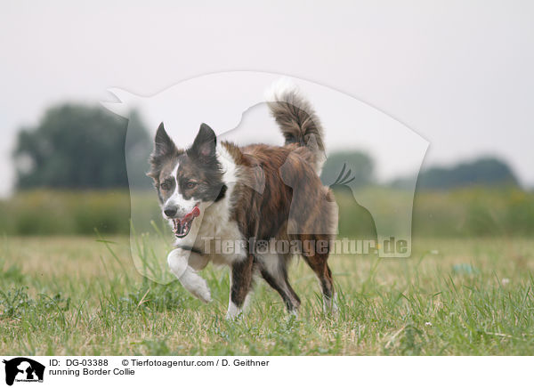 running Border Collie / DG-03388