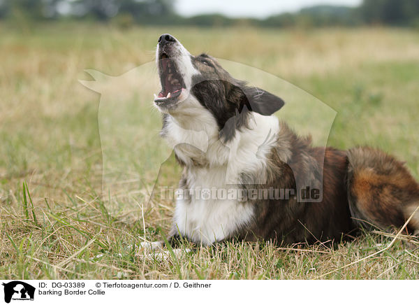 barking Border Collie / DG-03389