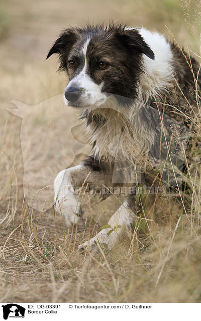 Border Collie / DG-03391