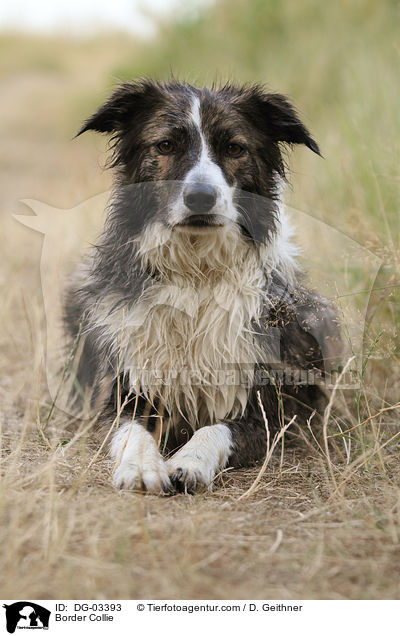 Border Collie / DG-03393
