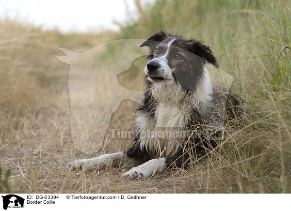 Border Collie / DG-03394