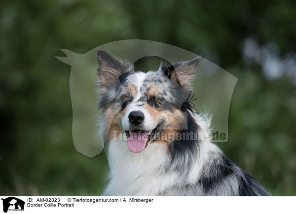 Border Collie Portrait / AM-02823