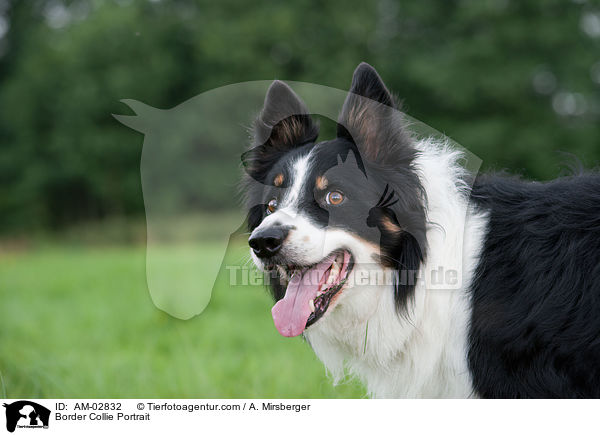 Border Collie Portrait / AM-02832