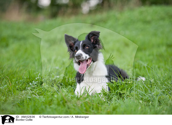 Border Collie / AM-02836