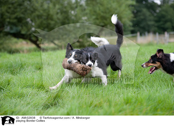 playing Border Collies / AM-02838