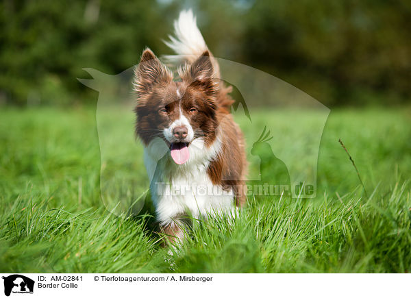 Border Collie / AM-02841