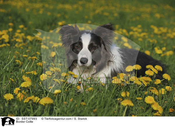 Border Collie / SST-07993
