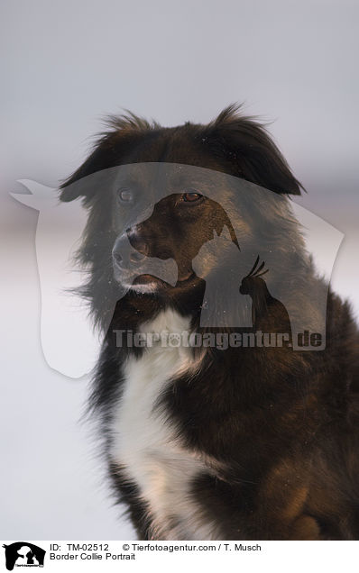Border Collie Portrait / TM-02512