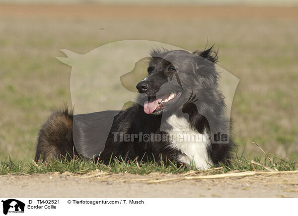 Border Collie / TM-02521
