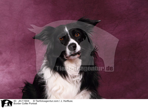 Border Collie Portrait / JH-11904