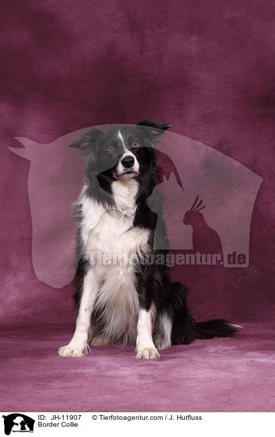 Border Collie / JH-11907