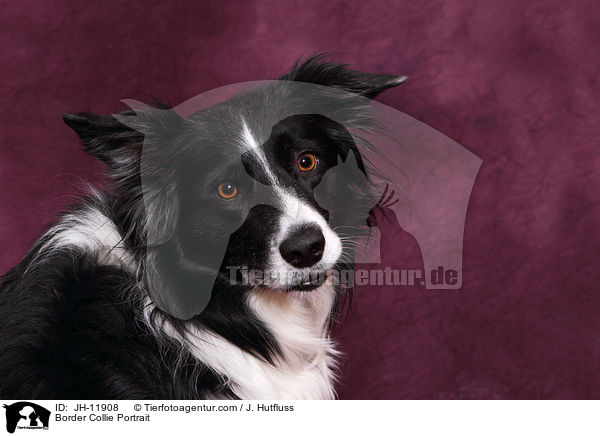 Border Collie Portrait / JH-11908