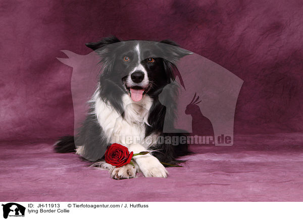 lying Border Collie / JH-11913